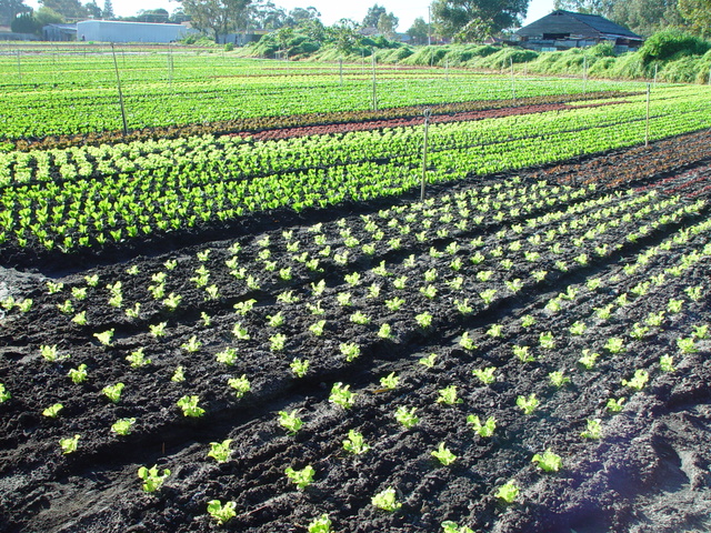 電報下載的內容在哪？