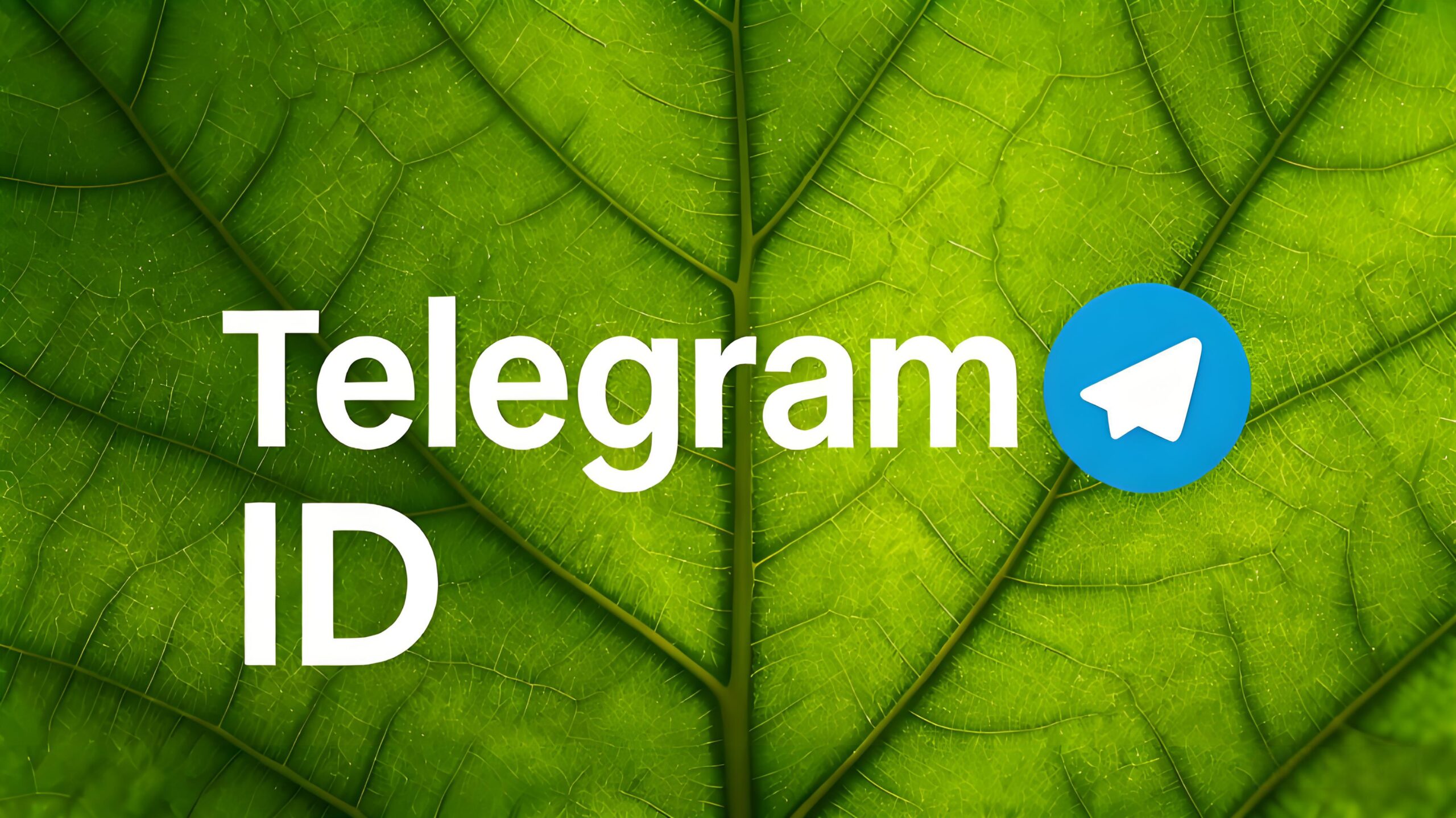 Telegram 使用者 ID 在哪裡顯示？從個人設定到 Bot 查詢的完整操作指南
